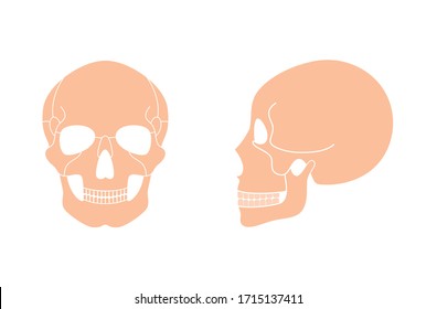 Human skull anatomy. Flat vector medical illustration isolated. Structure of facial skeleton. Cranium diagram. Educational, science poster. Front and side view.  
