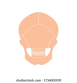 Human skull anatomy. Flat vector medical illustration isolated. Structure of facial skeleton with main parts. Cranium diagram with part bones. Posterior back view. Educational, science poster .