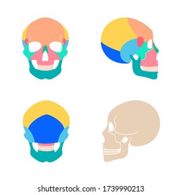 Human skull anatomy. Flat vector medical illustration isolated. Structure of facial skeleton with main parts. Cranium diagram with part bones. Front, back and side view. Educational, science poster .