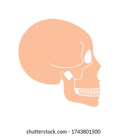 Human skull anatomy. Flat vector medical illustration isolated. Structure of facial skeleton profile. Cranium diagram. Educational, science poster. Lateral side view .