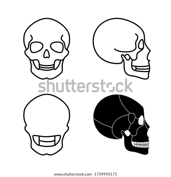 Human Skull Anatomy Flat Vector Medical Stock Vector (Royalty Free ...