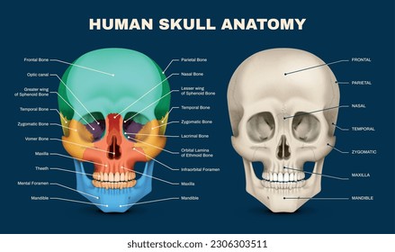 Human skull anatomy front view infographic with labelled parts on dark blue background realistic vector illustration