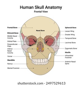 Human Skull Anatomy Frontal View