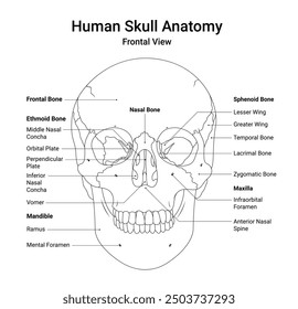 Human Skull Anatomy Frontal View in Line Style