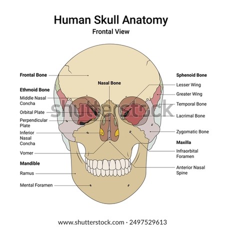 Human Skull Anatomy Frontal View