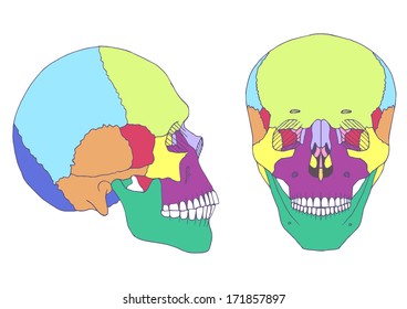 human skull anatomy, medical illustration, front and side view