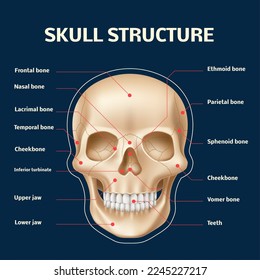 Human skull anatomy. Realistic head and face bones structure front view, 3d isolated skeleton part and names, educational frontal model with teeth, medical poster, utter vector concept