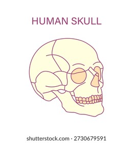 Human skull anatomy side view outline illustration of cranium jaw and teeth medical diagram