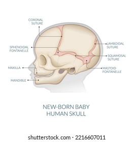 Human Skull - Anatomy - Stock Illustration as EPS 10 File