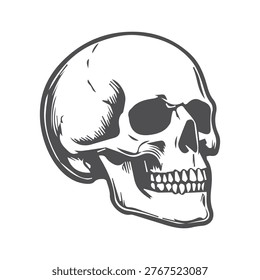 Human skull anatomy vector