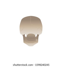 Human skull back view from behind - anatomy reference of white skeleton head facing the other way around. Medical vector illustration isolated on white background.