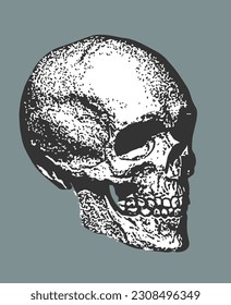 Human Skull in Black And White Monochrome