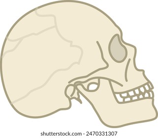 human skull , bone - flat illustration 