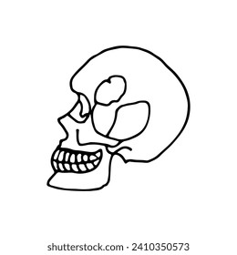 Human skull. Bone frame of the head. Doodle. Vector illustration. Hand drawn. Outline.