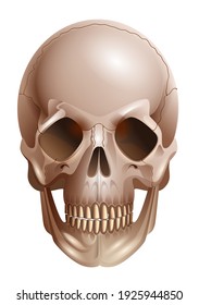 Human skull bone front view isolated on white. Vector illustration