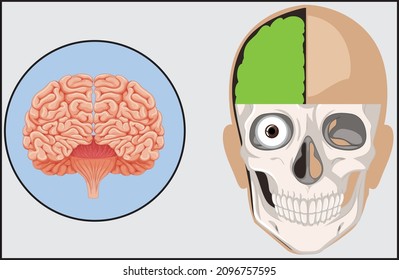 human skull bone woman vector