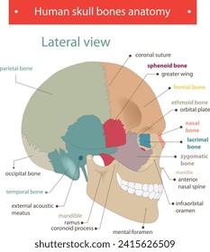 Human skull bones anatomy bones