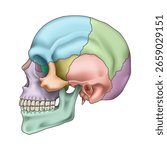 Human skull bones anatomy. Cranial colored parts structure. Outline sutures. Zygomatic, nasal, maxilla, temporal lacrimal mandible frontal parietal occipital. Brain protection. Vector illustration