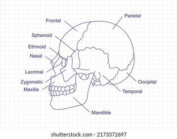 Human skull bones anatomy drawing with a pen on notebook. Cranial parts structure diagram with bones description. Human internal organ illustration.