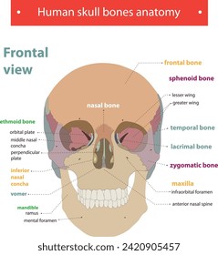 Human skull bones anatomy Frontal view