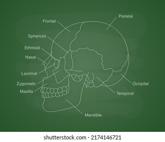 Human skull bones anatomy on a green school board. Human head diagram with bones description. Educational content for medical university.
