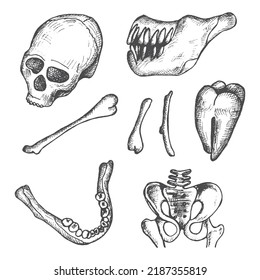 human skull and bones. archaeologist vector.