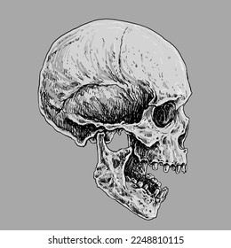 Human Skull Bones Drawing Illustration