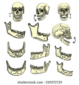 Human skull bones drawing set. Creation set skull and lower jaw. Moving up and down. Skulls from different directions. Vector illustration.