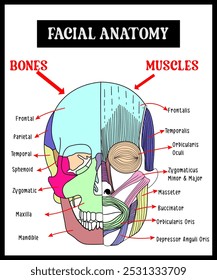 ossos do crânio humano e Músculos estrutura diagrama esquemático vetor ilustração. Ilustração educacional de ciências médicas