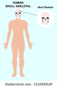 Human skull bones skeleton. Anatomical head vector illustration