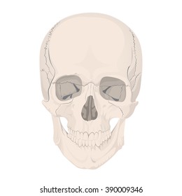 human skull bones skeleton dead anatomy illustration