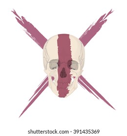 human skull bones skeleton dead anatomy illustration