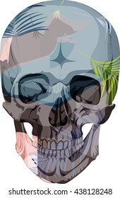 human skull bones skeleton dead anatomy illustration