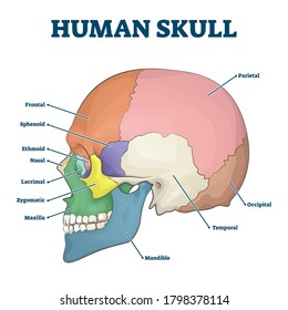 Human skull bones skeleton labeled educational scheme vector illustration. Anatomical head zones separated with colors with side view diagram. Medicine study handout with parts title description.