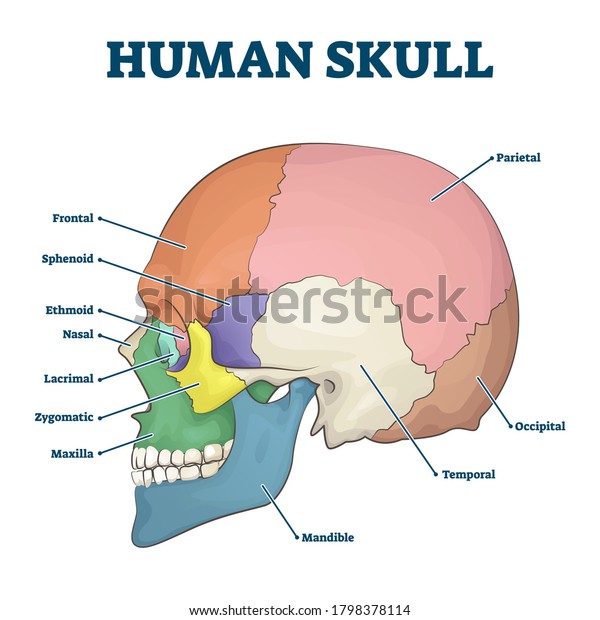 Human skull bones skeleton labeled\
educational scheme vector illustration. Anatomical head zones\
separated with colors with side view diagram. Medicine study\
handout with parts title\
description.