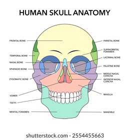 human skull bones structure diagram schematic vector illustration. Medical science educational illustration.