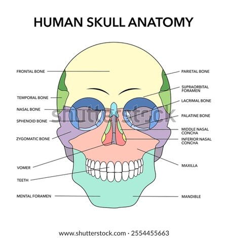 human skull bones structure diagram schematic vector illustration. Medical science educational illustration.