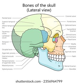 Human skull bones structure