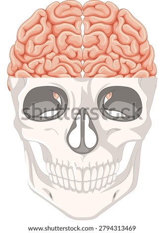 Human skull and brain anatomy vector illustration with head bones cross section medical diagram design.