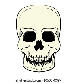 Human skull cartoon