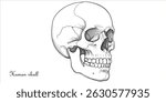 Human skull continuous single line art drawing sketch on white background	