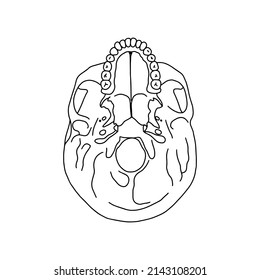 A human skull cross section, drawn by outline. Vector Stock illustration.