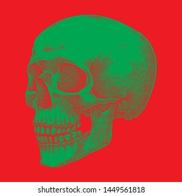 Human Skull, Detailed Illustration, Hand Drawn Sketch, Isolated Vector