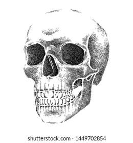 Human Skull Detailed Illustration, Hand Drawn Sketch, Isolated Vector