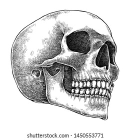 Human Skull Detailed Illustration, Hand Drawn Sketch, Isolated Vector