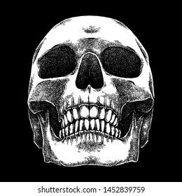 Human Skull, Detailed Illustration, Hand Drawn Sketch, Isolated Vector