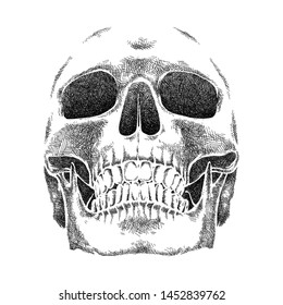 Human Skull, Detailed Illustration, Hand Drawn Sketch, Isolated Vector