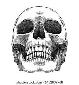 Human Skull, Detailed Illustration, Hand Drawn Sketch, Isolated Vector