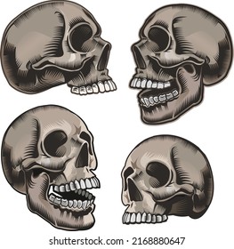 Human skull in different angles