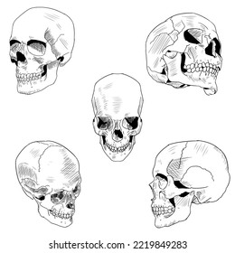 Human skull from different angles. Vector illustrations isolated on a white background. Hand-drawn style.